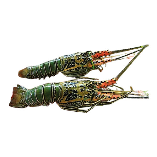 Lobster – Premium Catch (500 gms)