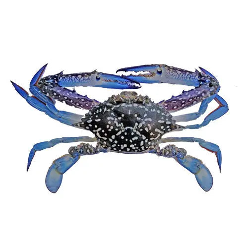 Blue Swimming Crab (500 gms) Queins's
