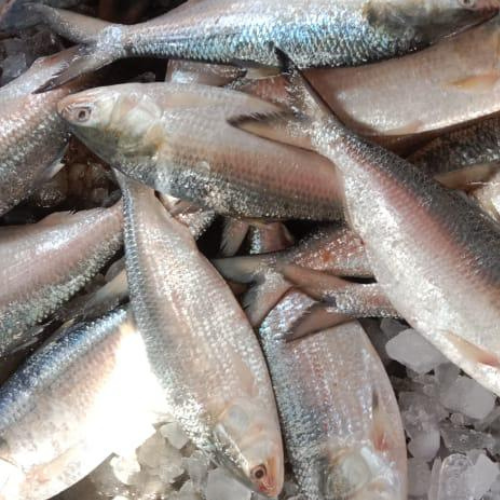 Hilsa Fish – Whole, Frozen (Ilish Machh) Queins's