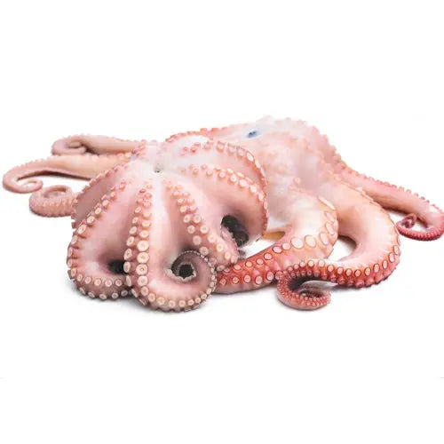 Buy Baby & Large Octopus Online | Cleaned & Fresh – Quein's