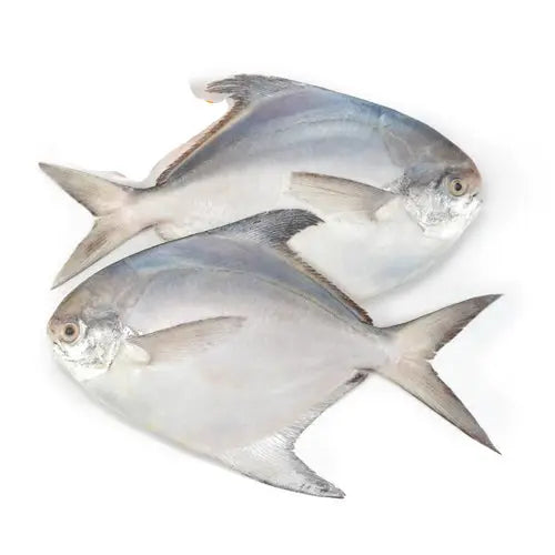 Pomfret (Paplet) – Whole Cleaned Fish (500 gms) Queins's