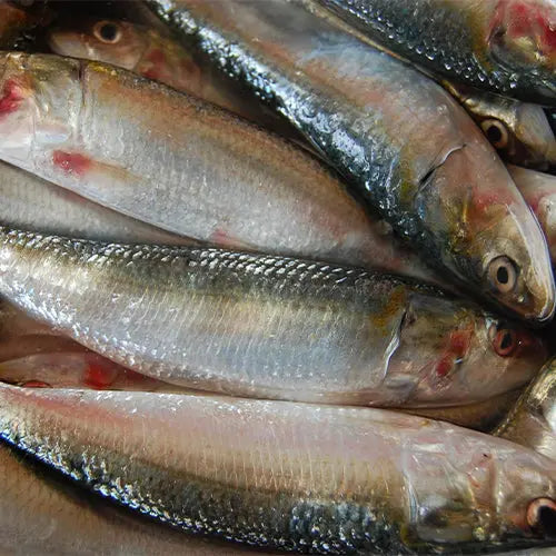 Sardine (Mathi)- (500 gms) Queins's
