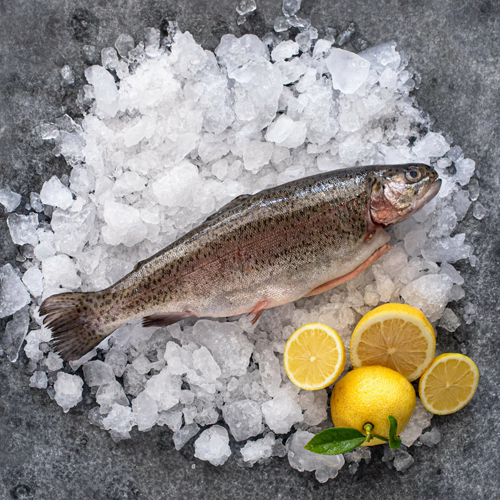 Trout Whole Gutted – (500 gm) Quein's